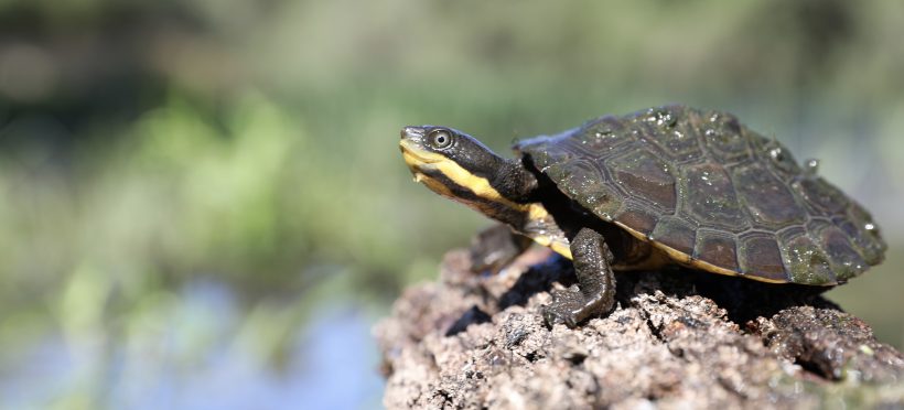 ABC News: Manning River turtle breeding program begins to save endangered species from extinction
