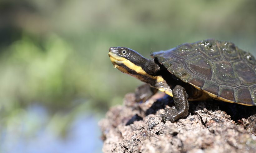 ABC News: Manning River turtle breeding program begins to save endangered species from extinction