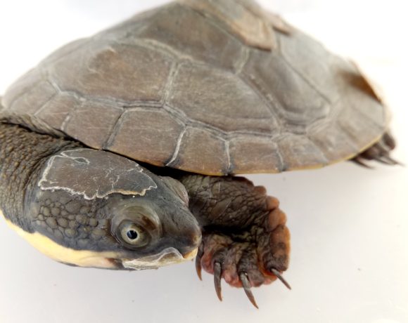Funding win for Manning River turtle recovery