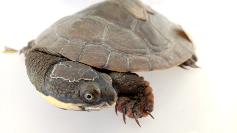 Funding win for Manning River turtle recovery