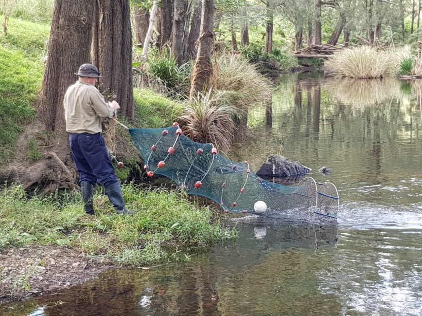 Climate change threatening Manning River turtle
