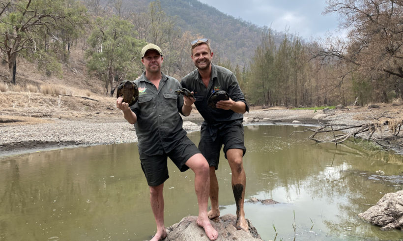 World’s first capture of Manning River turtles for insurance population