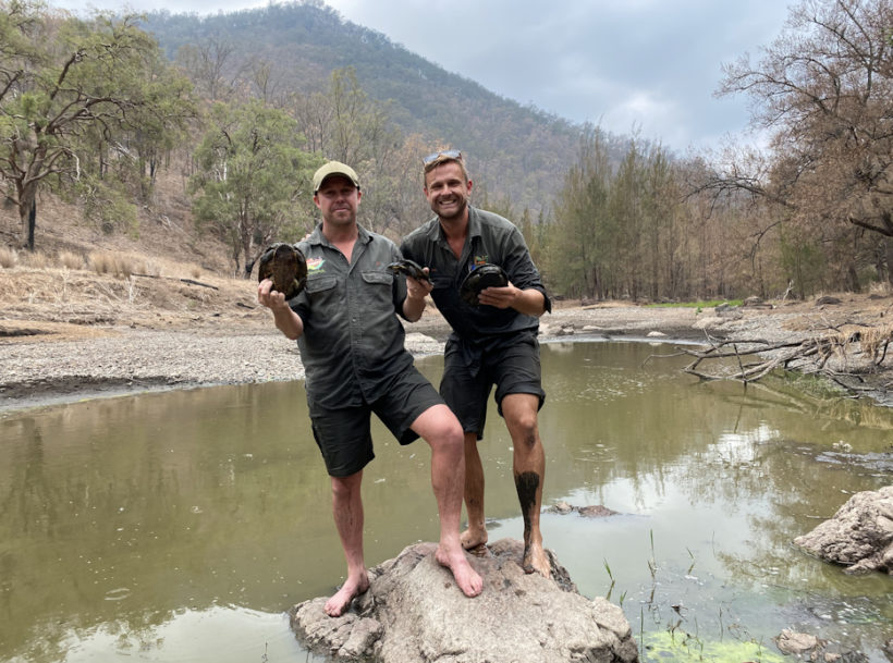 World’s first capture of Manning River turtles for insurance population