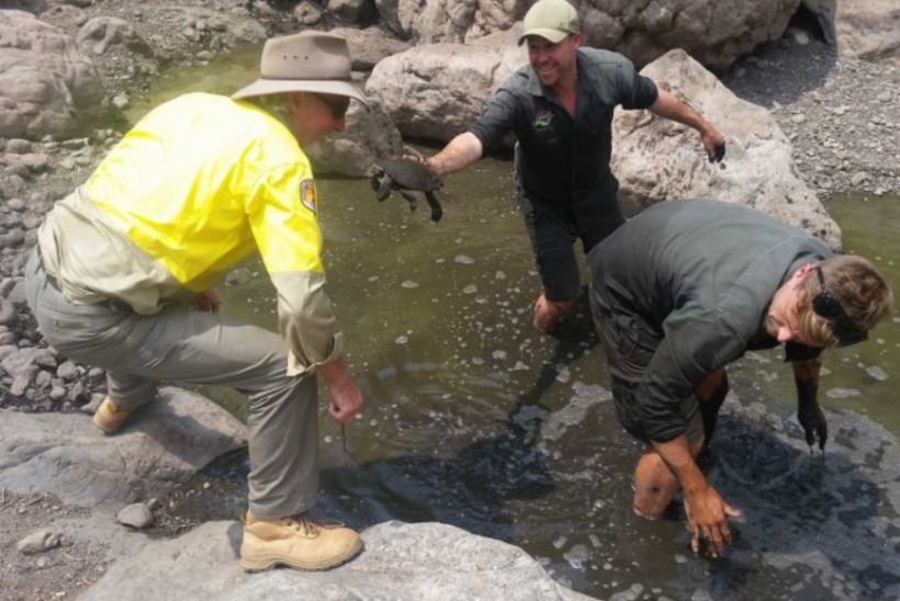 Rain helps save endangered Manning River turtle, but experts say many threats remain