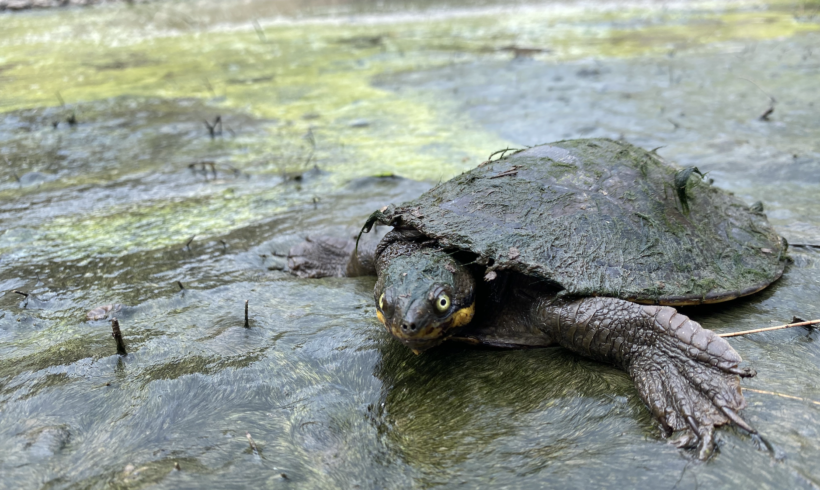 Endangered Manning River turtle eggs relocated to Reptile Park for incubation