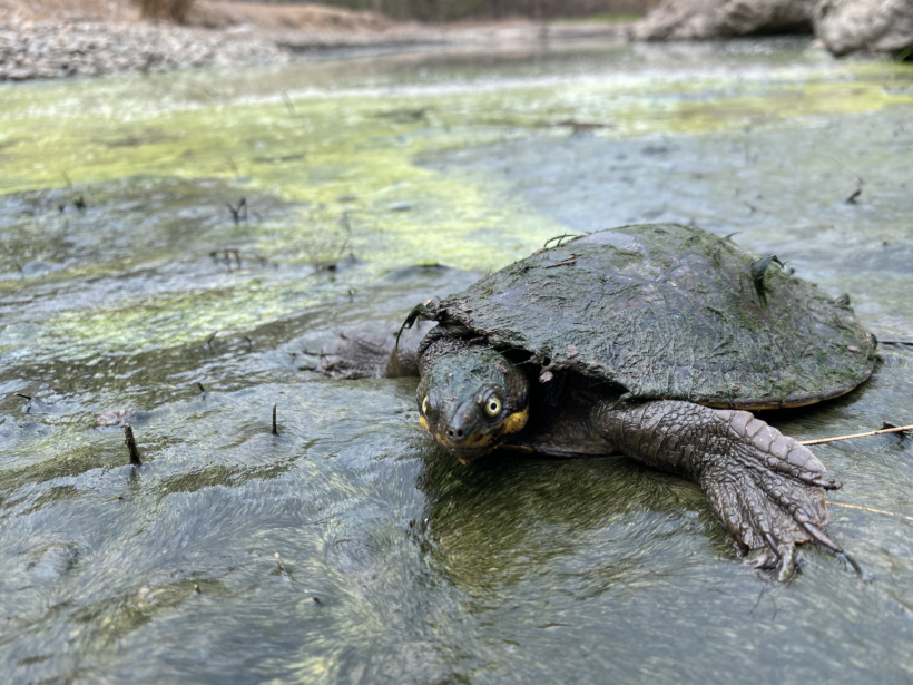 Endangered Manning River turtle eggs relocated to Reptile Park for incubation