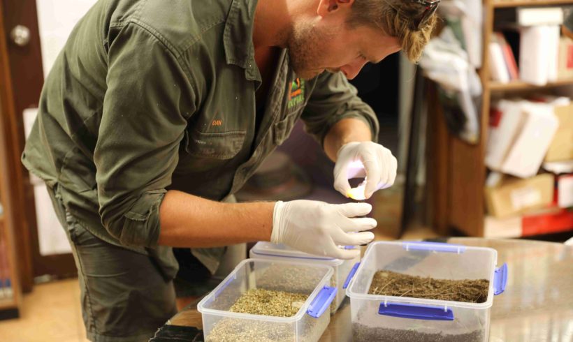 First eggs laid in Manning River turtle insurance population