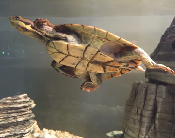 Rehabilitating sick Manning River turtle for wild release | video