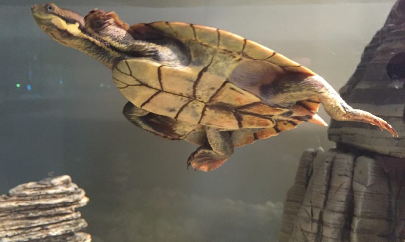 Rehabilitating sick Manning River turtle for wild release | video