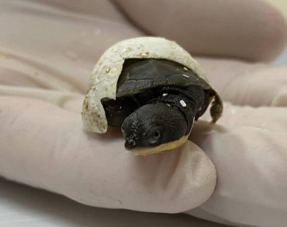 Aussie Ark committed to providing Manning River Turtles with a better and brighter future